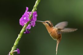 Hummingbird feeding from a purple flower in the Amazon jungle