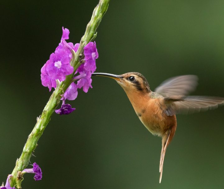 Hummingbird feeding from a purple flower in the Amazon jungle