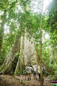 Massive Amazon rainforest tree near Lake Sandoval
