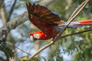 Red-and-green macaw flying between branches in the Amazon rainforest