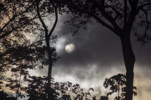 Full moon rising behind tree silhouettes in the Amazon rainforest