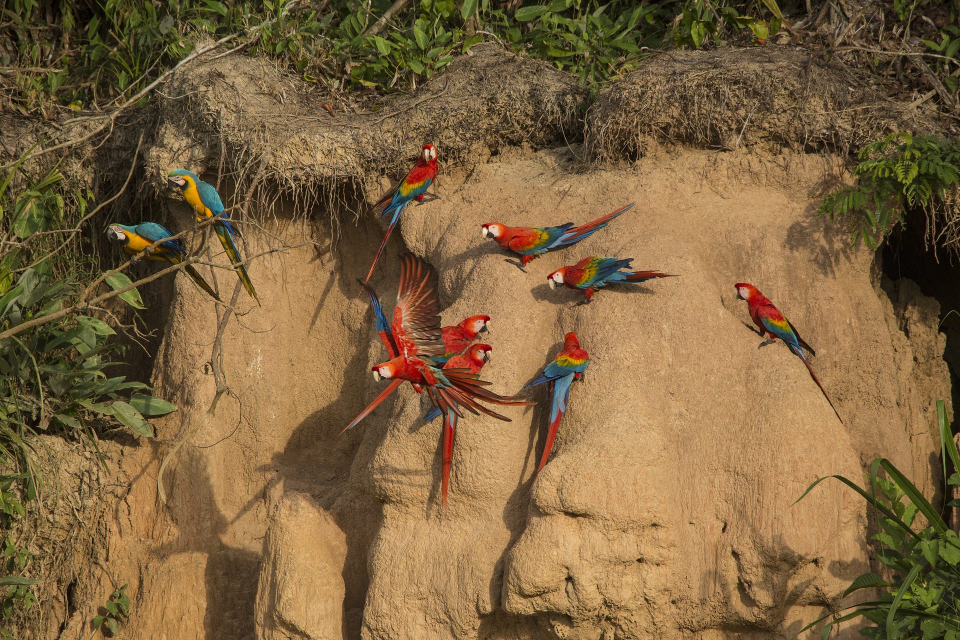 Macaws feeding on the clay wall at the Chuncho Clay Lick
