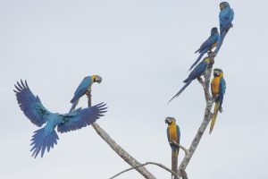 Blue-and-yellow macaws perched on dry branches in the Amazon rainforest