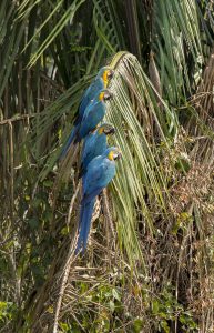 Blue-and-yellow macaws resting among Amazon palm leaves