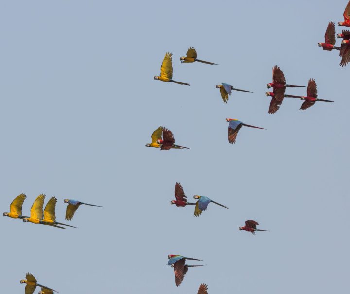 Macaws flying over the Amazon rainforest in Tambopata