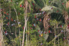Macaws feeding at the Chuncho Macaw Clay Lick in Tambopata