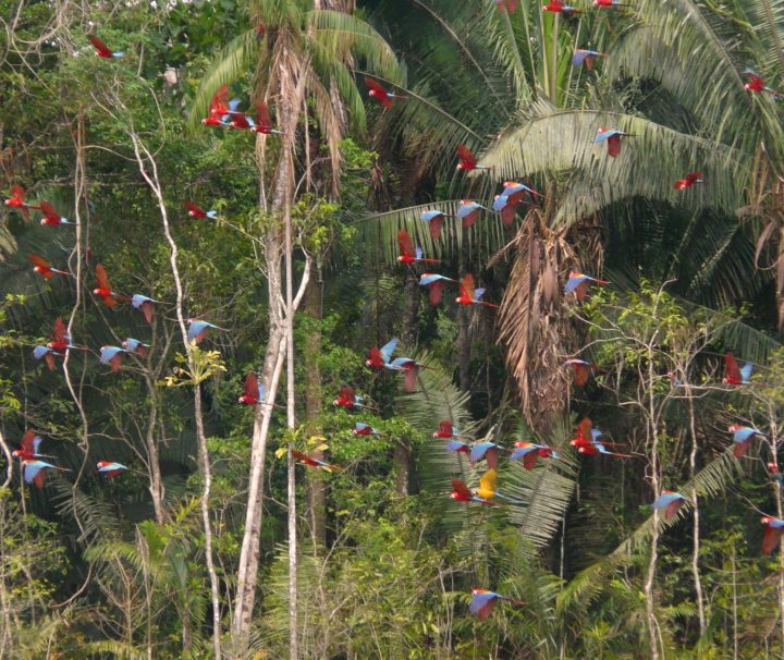 Macaws feeding at the Chuncho Macaw Clay Lick in Tambopata