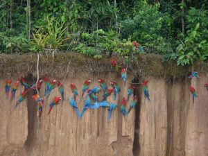 Large group of macaws gathered on the clay wall in the Amazon rainforest