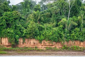Amazon rainforest landscape with clay cliff along the river