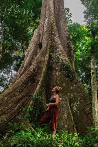 Massive Amazon rainforest tree viewed from its base