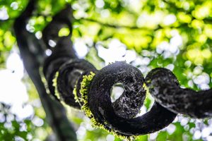 Coiled Amazon snake resting on a mossy branch