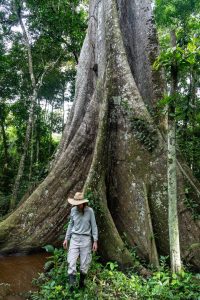 Visitor standing beside a giant Amazon rainforest tree