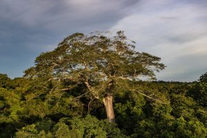 Giant ceiba tree towering above the Amazon canopy