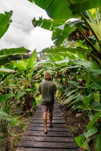Banana leaves along the Jungle Trail under a cloudy sky
