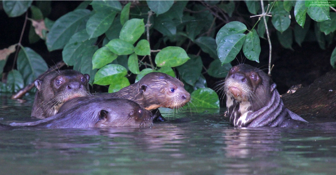 Family Otters at Lake Sandoval